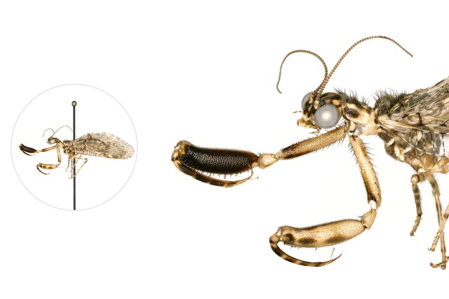 Mantisfly microscopic image with a life-size pinned specimen on the left