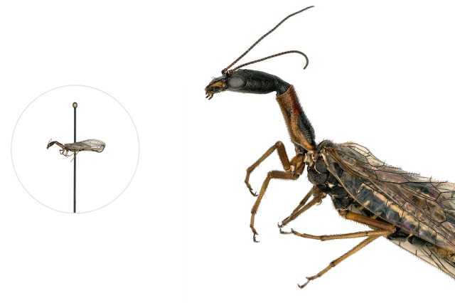 Snakefly microscopic image with a life-size pinned specimen on the left