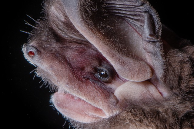 Greater mastiff bat 
