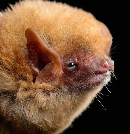 Western yellow bat (Lasiurus xanthinus)